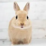 cocoの画像