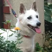 ちっちの画像