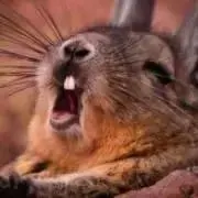 びすの画像