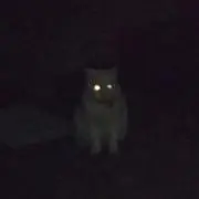 Image of くろねこ