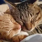 大熊山猫 ʕ´•㉨•`ʔの画像