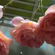 ムーの画像