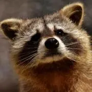ハムくまの画像