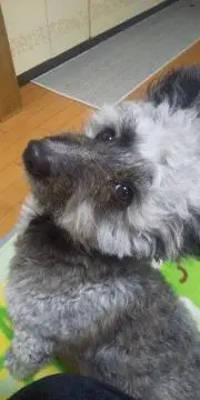タケ