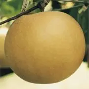梨の画像