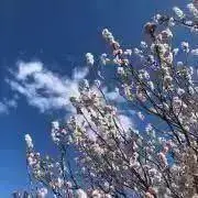 椎川