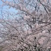 nの画像