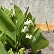 トラタネ