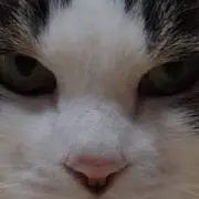 しじみの画像