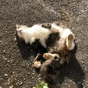 あげぱん