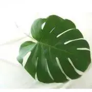 モンちゃんの画像