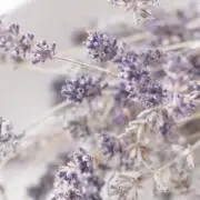 Y＊bb