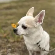 ようちゃんの画像