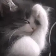 ✩の画像
