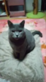 Cha☆miの画像