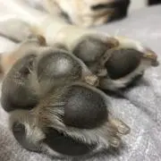 バディの画像
