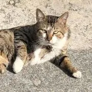 ナツの画像