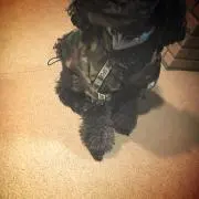 はな