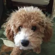 ねねりり　プロフ必読の画像
