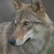 へろし