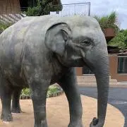 Elphの画像