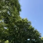 はるなつの画像