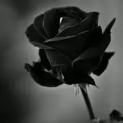 黒ばら