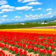 ゆりの画像