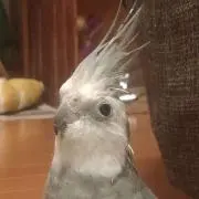 グリコの画像