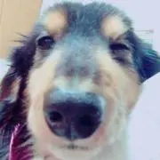 ひか