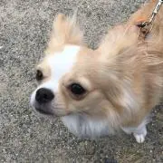 ななこの画像