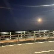 ︎あひるの画像
