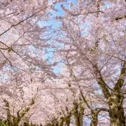 ミランダ※プロフ必読の画像