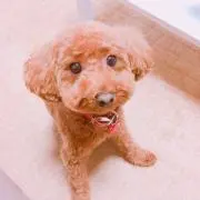 のりの画像