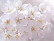 sakura★即購入okの画像