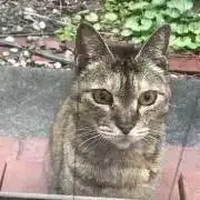 バタフライ5の画像