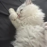 グリココの画像
