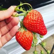 いちごタルト