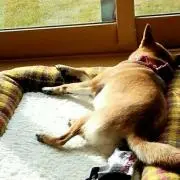 えりんぎの画像