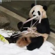 まなぱんだ