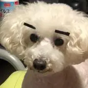 (*p'∀'q)m
