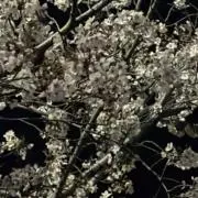 Dikochanの画像