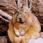 カプリコの画像