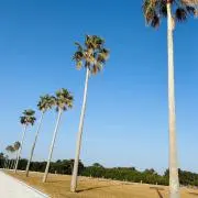 りりーの画像