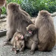 Aa
