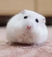 りんりんの画像