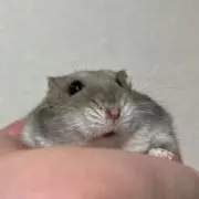 むーたの画像