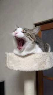 Cocoの画像
