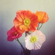 poppy