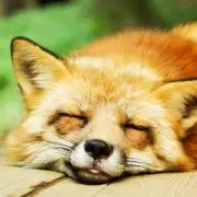 RedFoxの画像